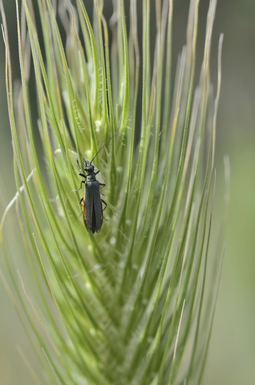 Oedemera cf. crassipes? Sì.