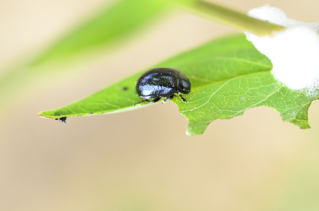 Chrysolina haemoptera? No, Chrysolina cfr. quadrigemina