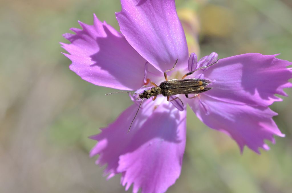 Oedemeridae: Oedemera barbara, si?