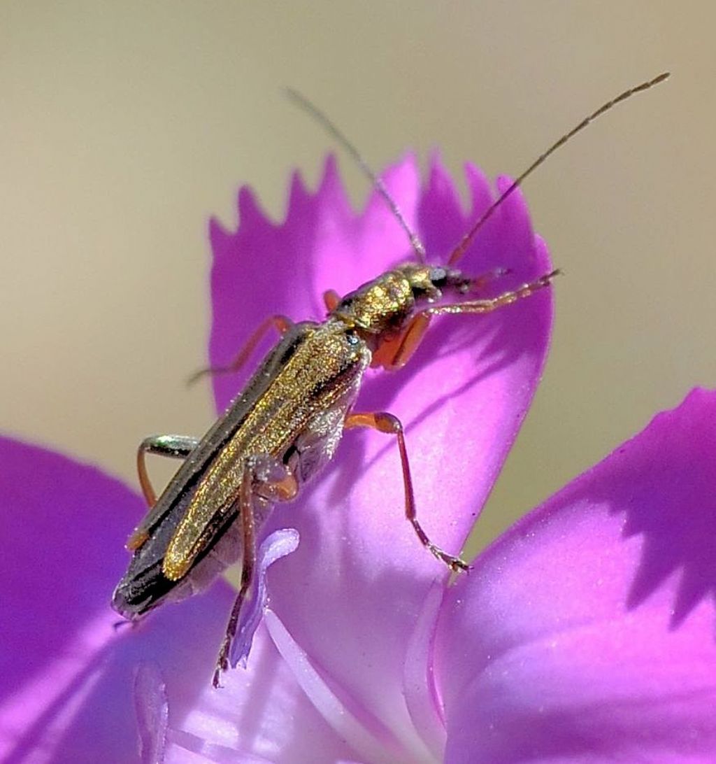 Oedemeridae: Oedemera barbara, si?