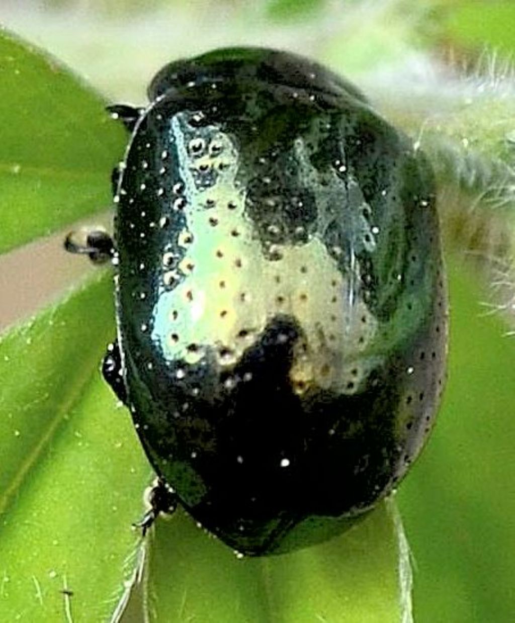 Chrysolina haemoptera? No, Chrysolina cfr. quadrigemina