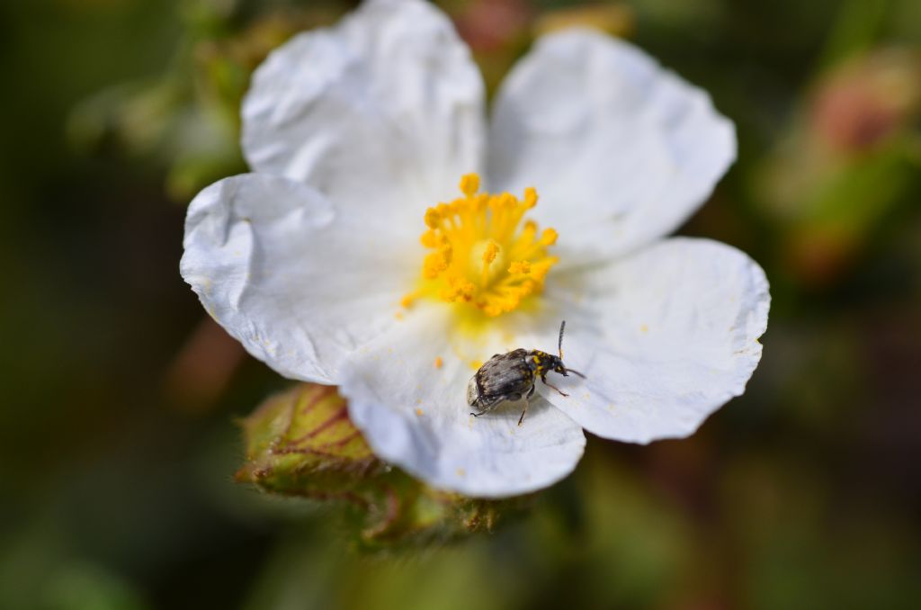 Bruchus rufimanus? No, forse B. emarginatus