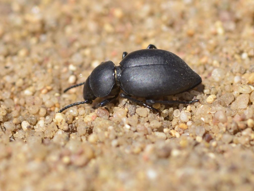 Tenebrionidae:  Pachychila servillei o Tentyria?  Pachychila servillei