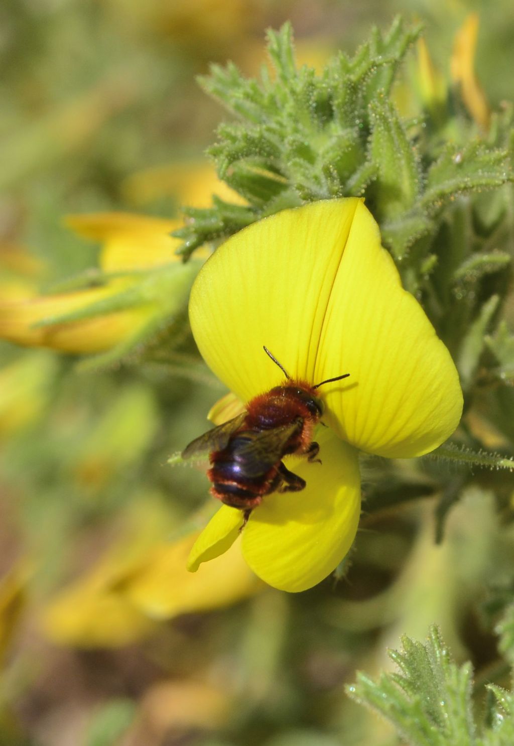 Osmia ferruginea?  S, Osmia (Pyrosmia) ferruginea igneopurpurea