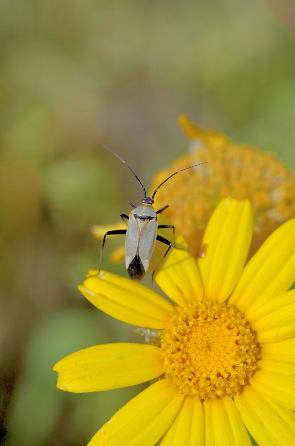 Calocoris nemoralis f.grisea?  S !