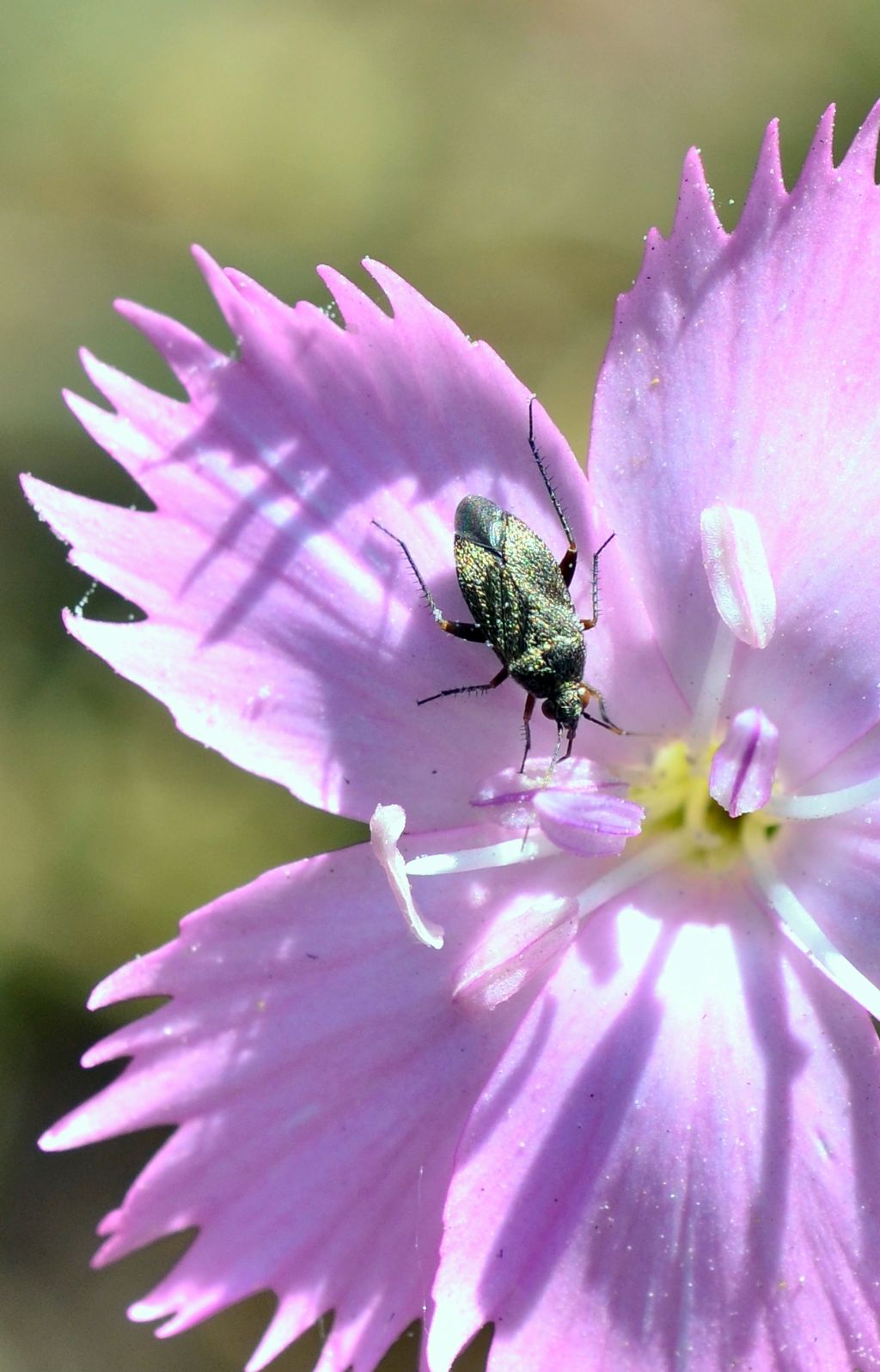 Miridae: Lepidargyrus ancorifer? S !