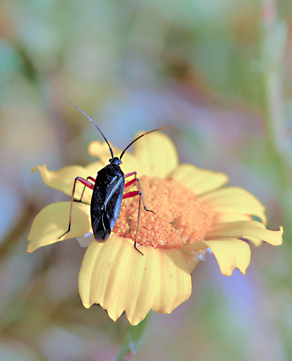 Calocoris nemoralis f. rufipes? S !