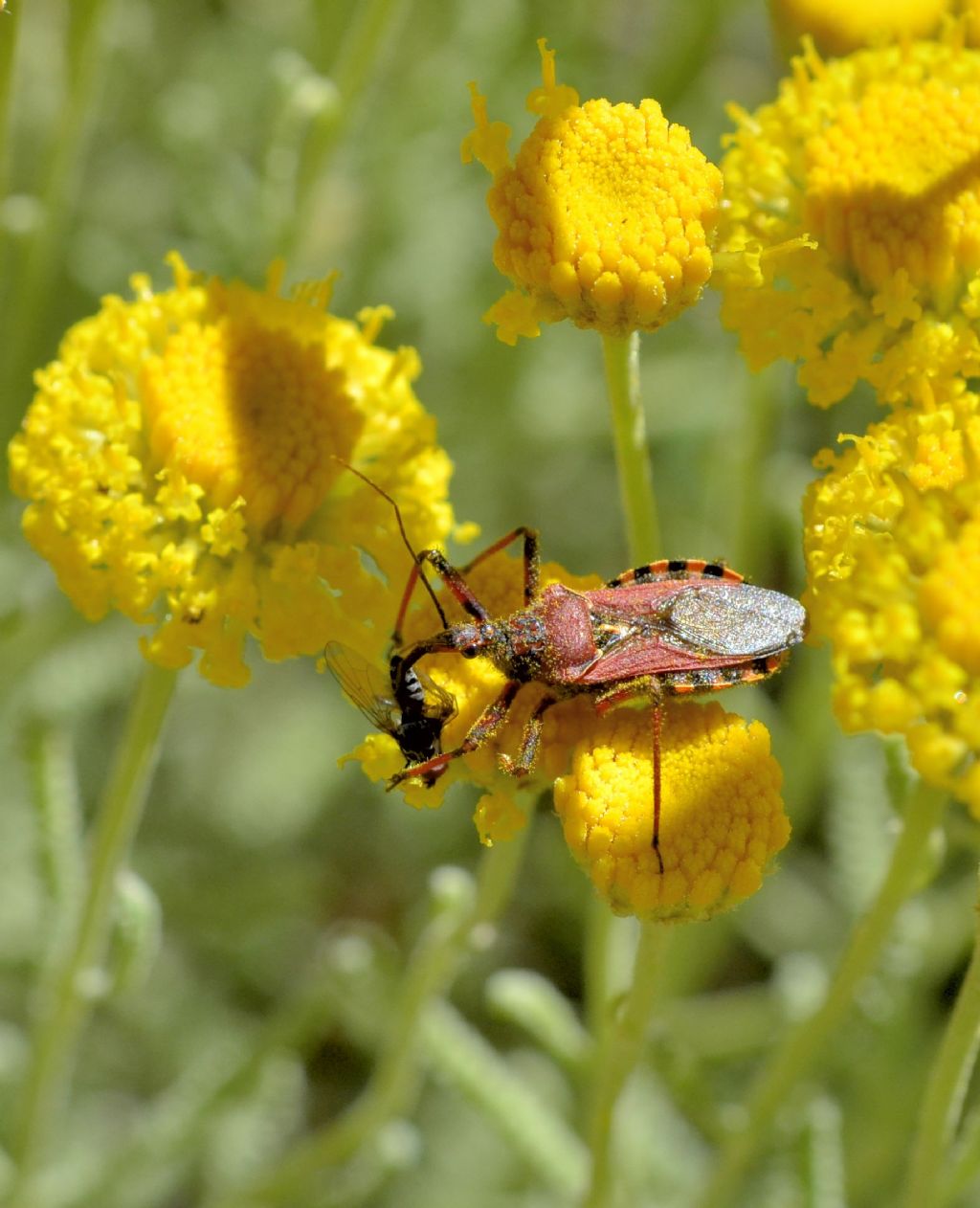 Reduviidae : Rhynocoris erythropus durante un pasto