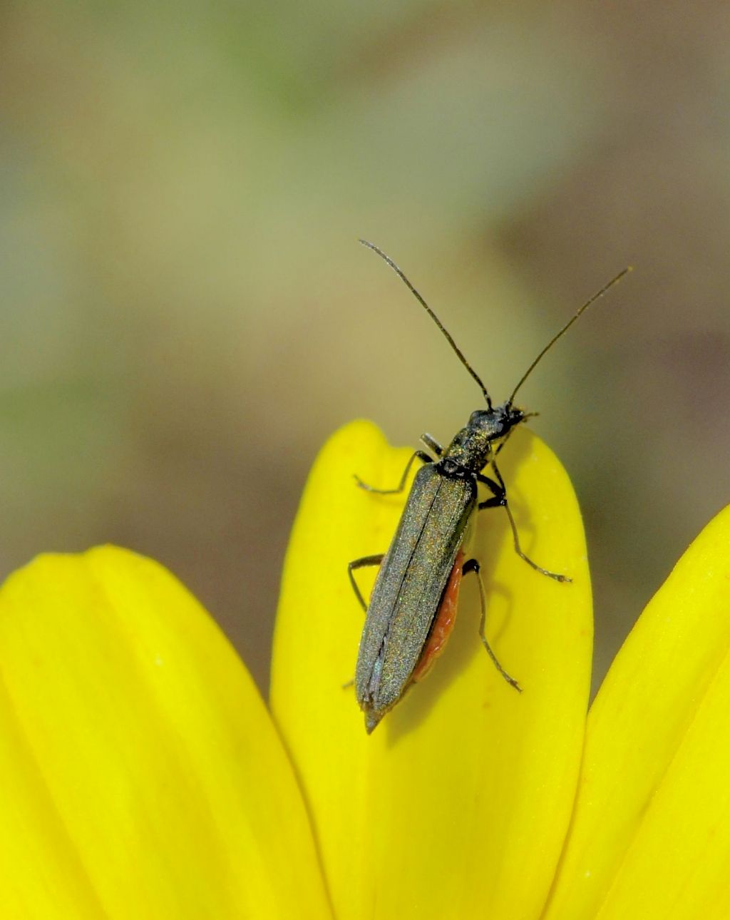 Oedemera o Anogcodes?  Oedemera crassipes