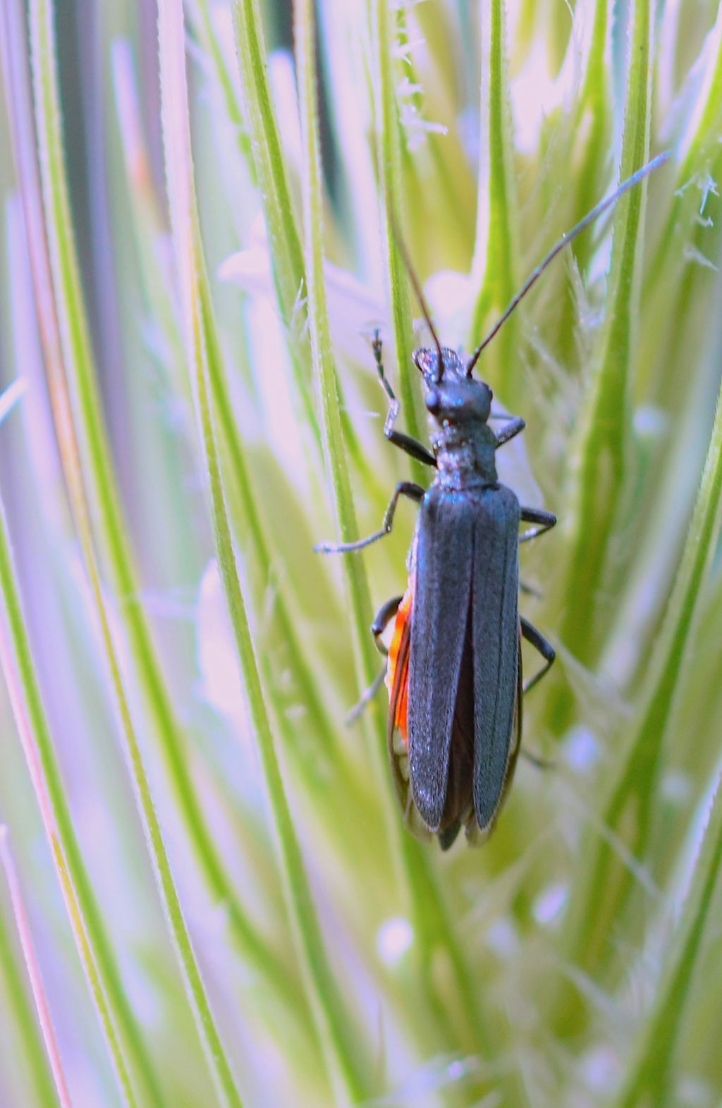 Oedemera gruppo lurida: femmina di O. crassipes (cfr.)