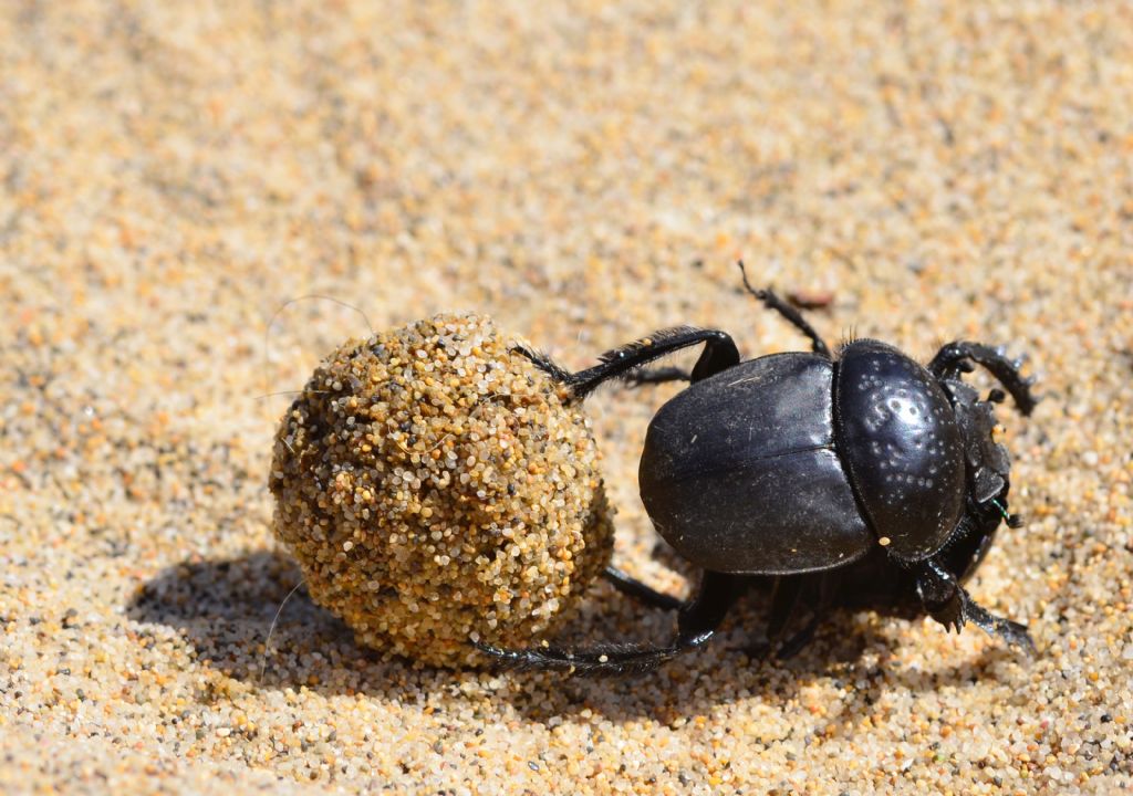 Scarabeidae: Scarabaeus semipunctatus