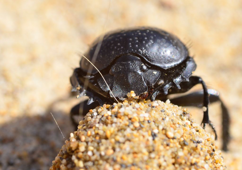 Scarabeidae: Scarabaeus semipunctatus