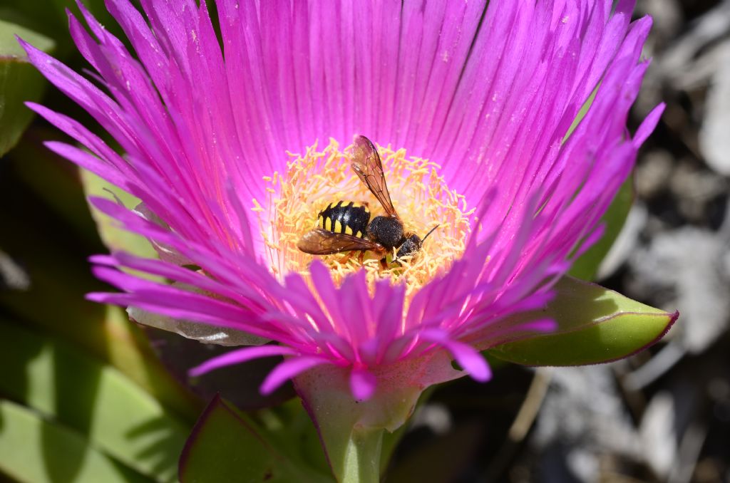 Apidae Megachilinae:  Rhodanthidium septemdentatum?  forse...