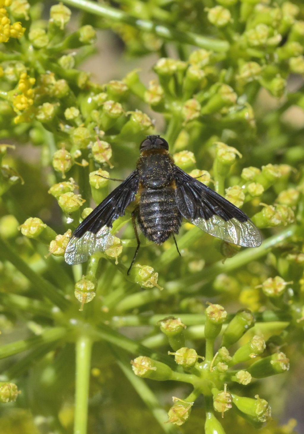 Bombyliidae: Hemipenthes morio?   S, femmina