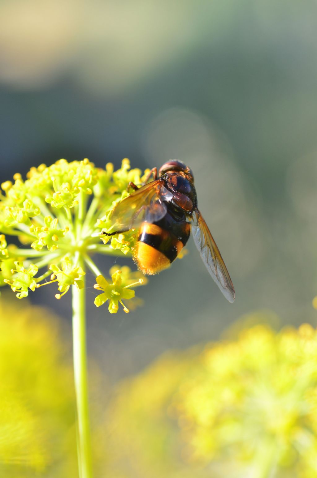 Syrphidae: Volucella zonaria?