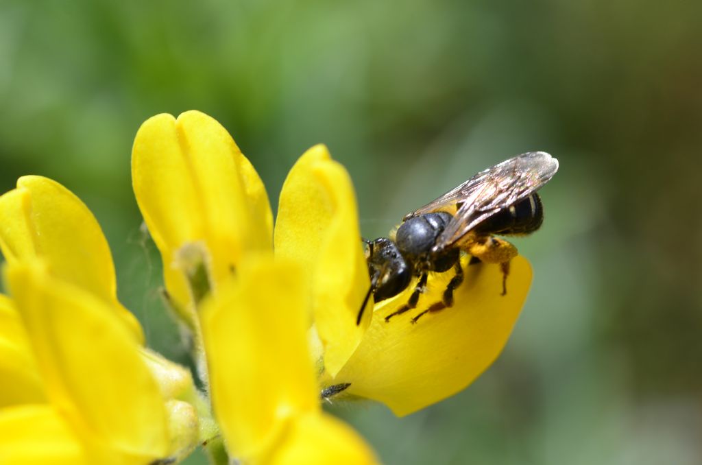 Apidae Halictinae?   No, Apidae Andreninae: Andrena lepida, femmina