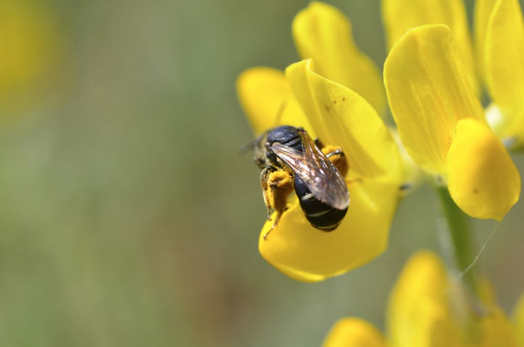 Apidae Halictinae?   No, Apidae Andreninae: Andrena lepida, femmina