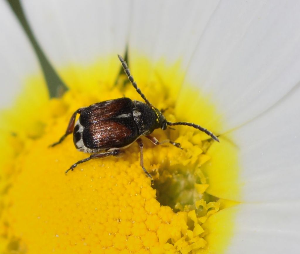 Chrysomelidae Bruchinae: Bruchidius jocosus? S.