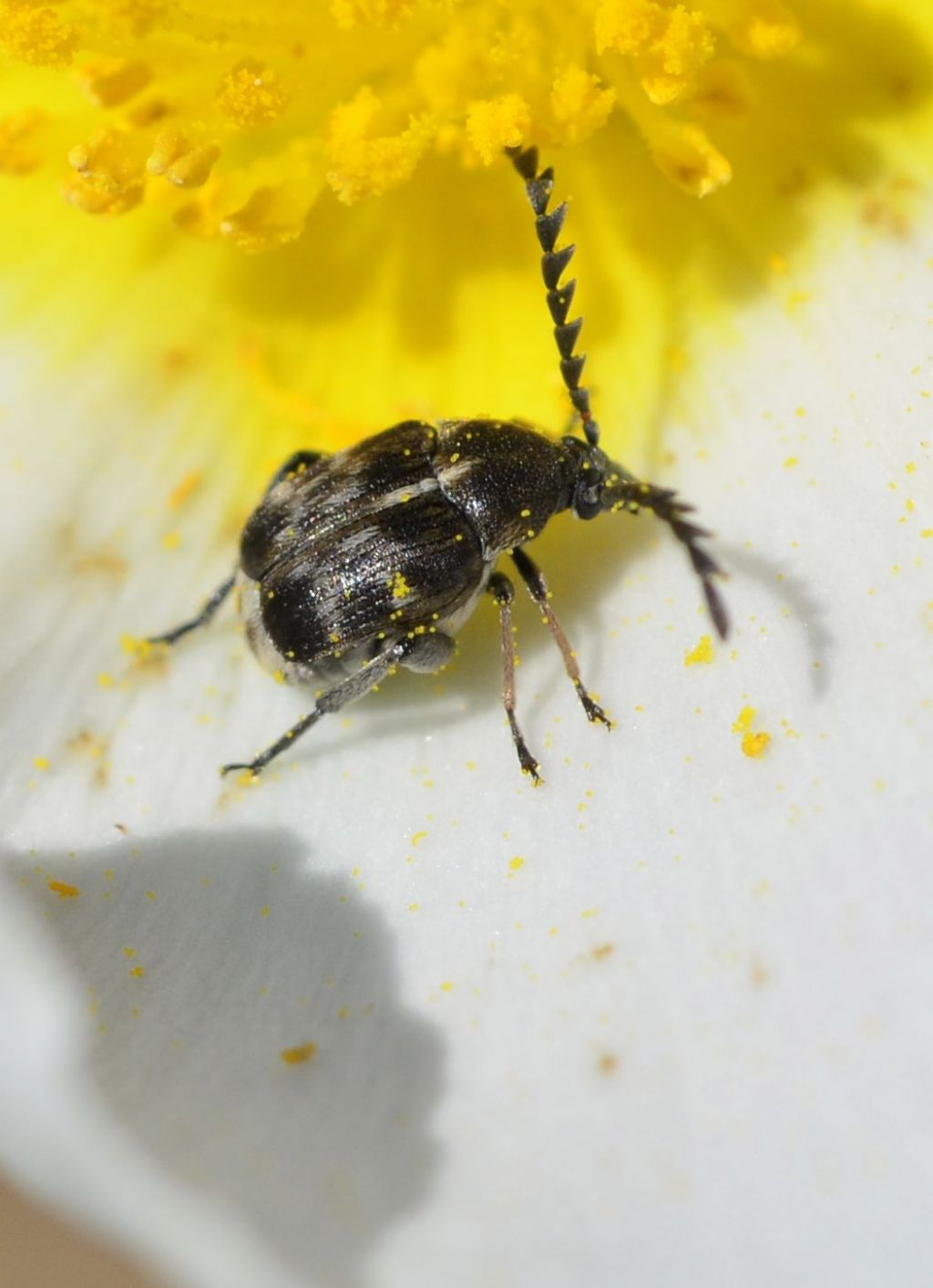 Chrysomelidae Bruchinae: Bruchidius jocosus? S.