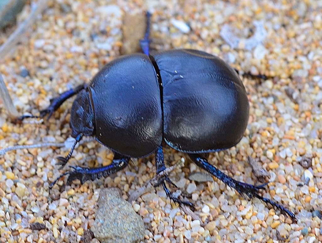 Geotrupidae: Jekelius intermedius? nella prima foto, s.