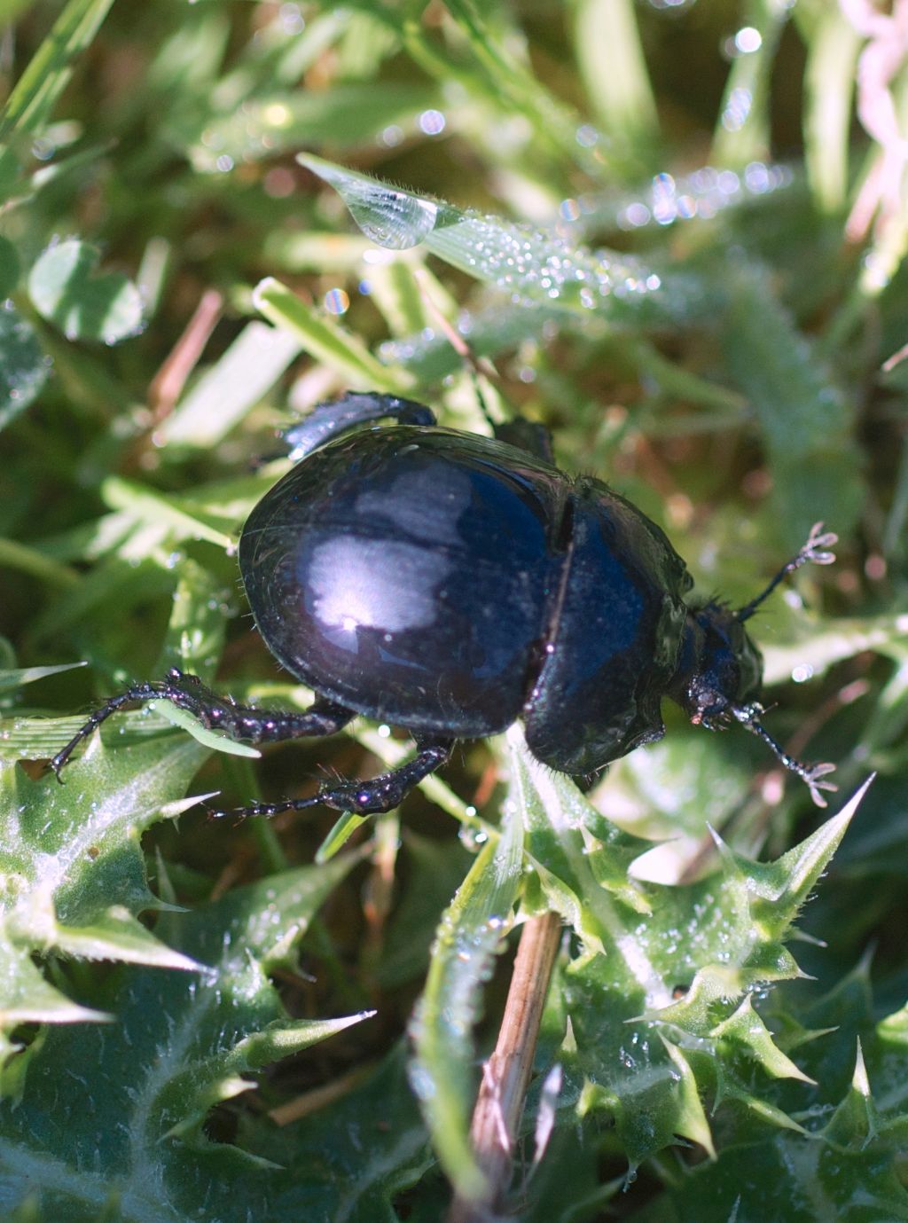 Geotrupidae: Jekelius intermedius? nella prima foto, s.