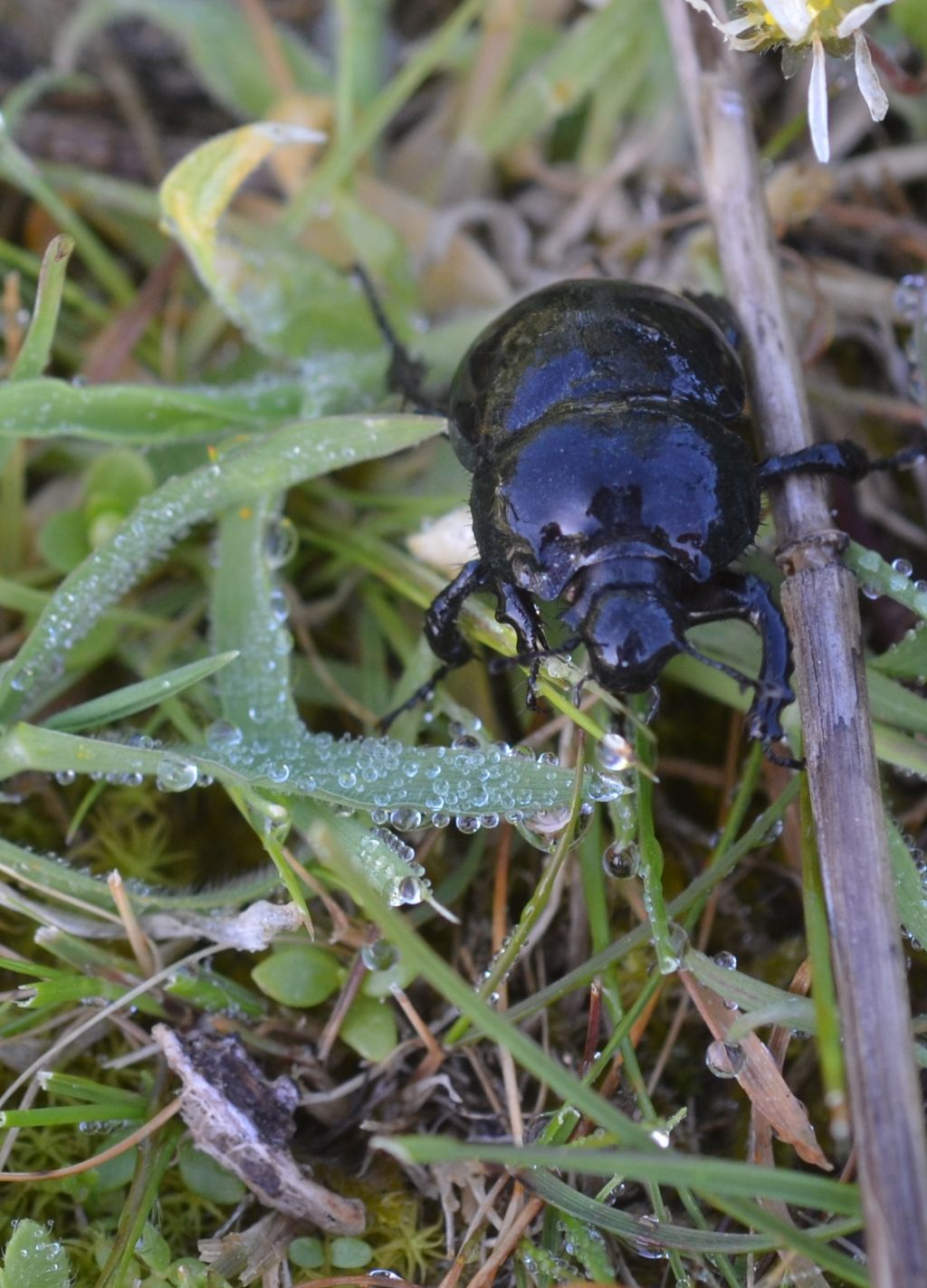 Geotrupidae: Jekelius intermedius? nella prima foto, s.