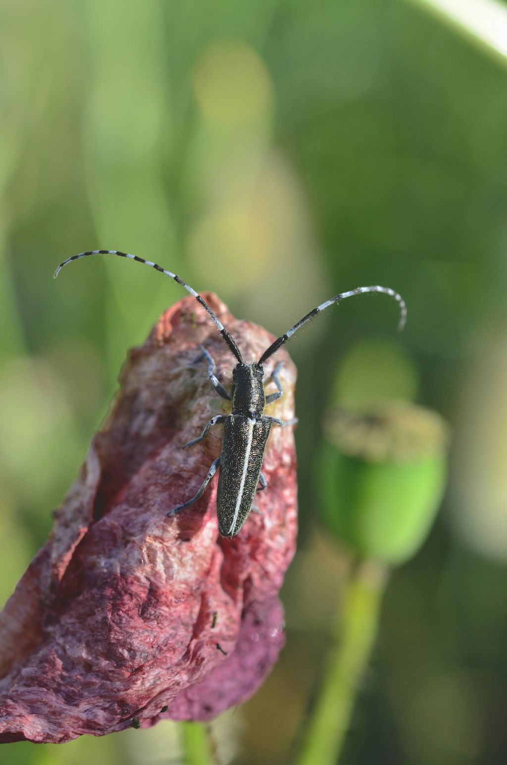 Cerambycidae: Agapanthia suturalis ?  S !