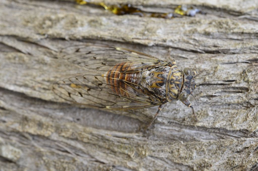 Cicada orni