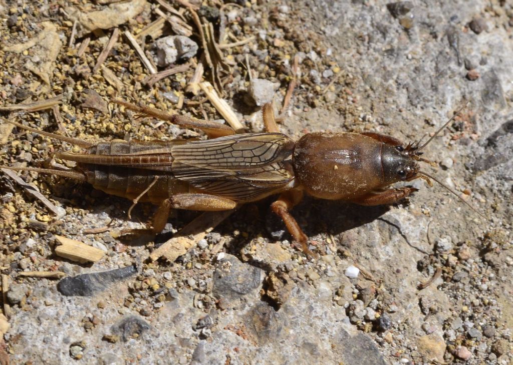 Gryllotalpa gryllotalpa