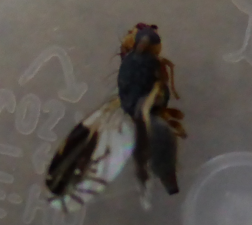 Mosca tatuata