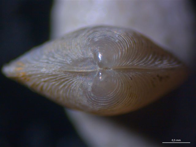 2 Bivalvi da determinare