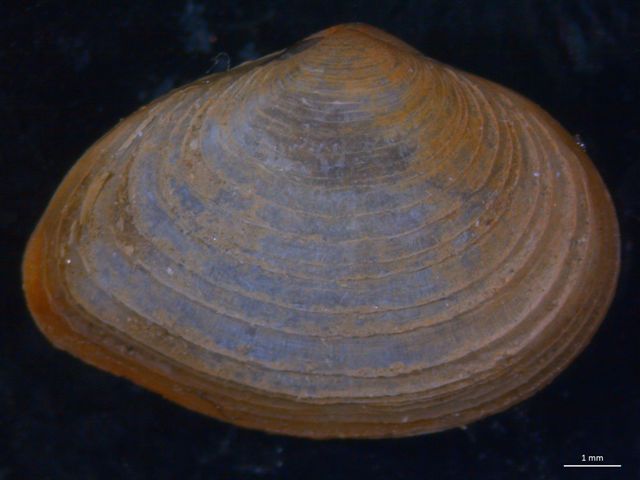 Alcuni bivalvi da identificare