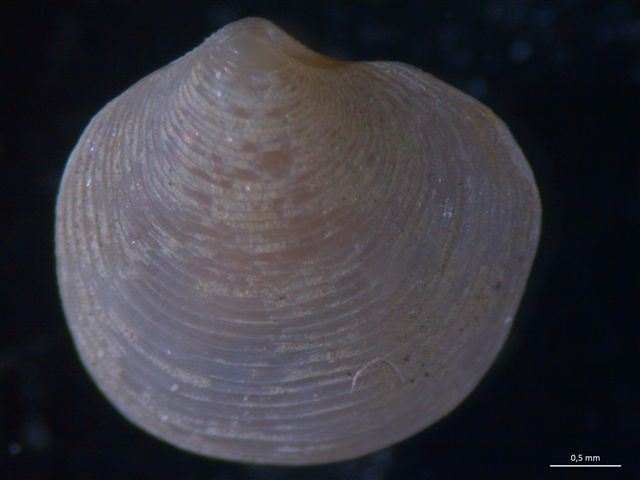 2 Bivalvi da determinare