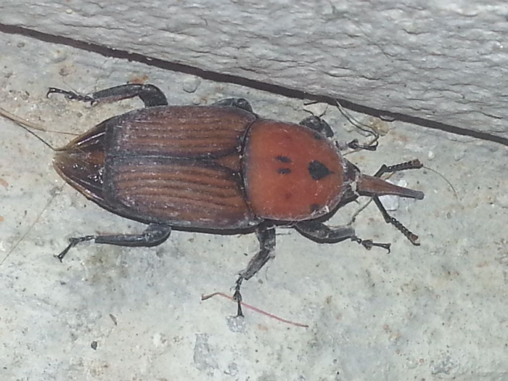 Di che specie si tratta? Rynchophorus ferrugineus