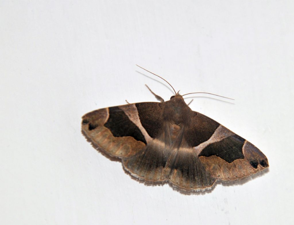 Dysgonia algira - Erebidae