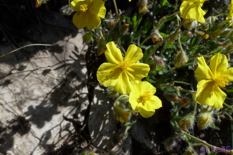 Helianthemum cfr. oelandicum