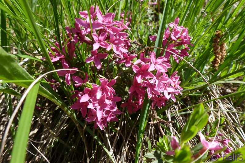 Daphne cneorum