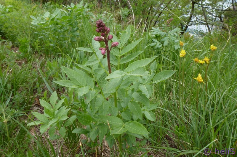 Dictamnus albus