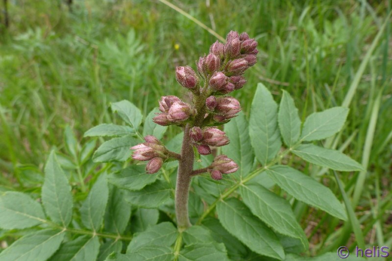 Dictamnus albus