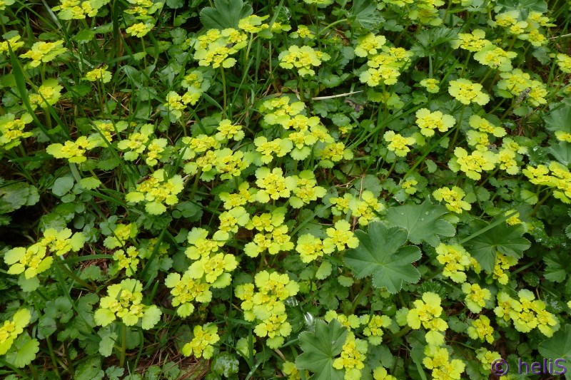 Chrysosplenium alternifolium