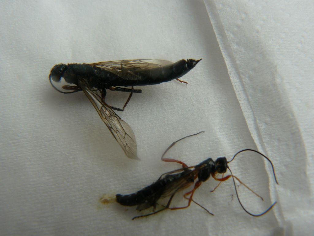 Siricidae (Xeris spectrum) e Ichneumonidae (Rhyssa)