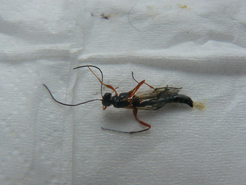 Siricidae (Xeris spectrum) e Ichneumonidae (Rhyssa)