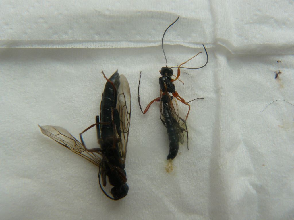 Siricidae (Xeris spectrum) e Ichneumonidae (Rhyssa)