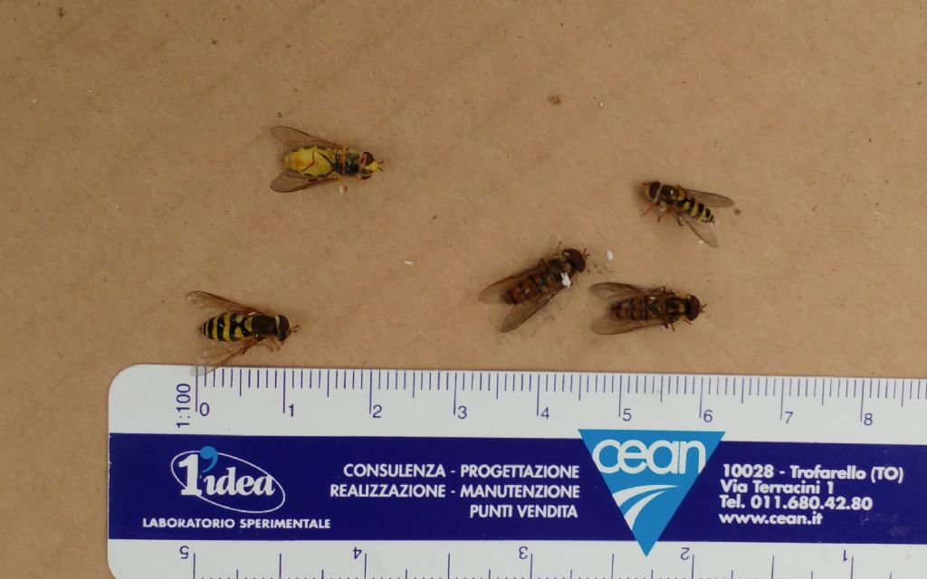 Syrphidae morti in un vecchio ceppo: che fenomeno  questo?