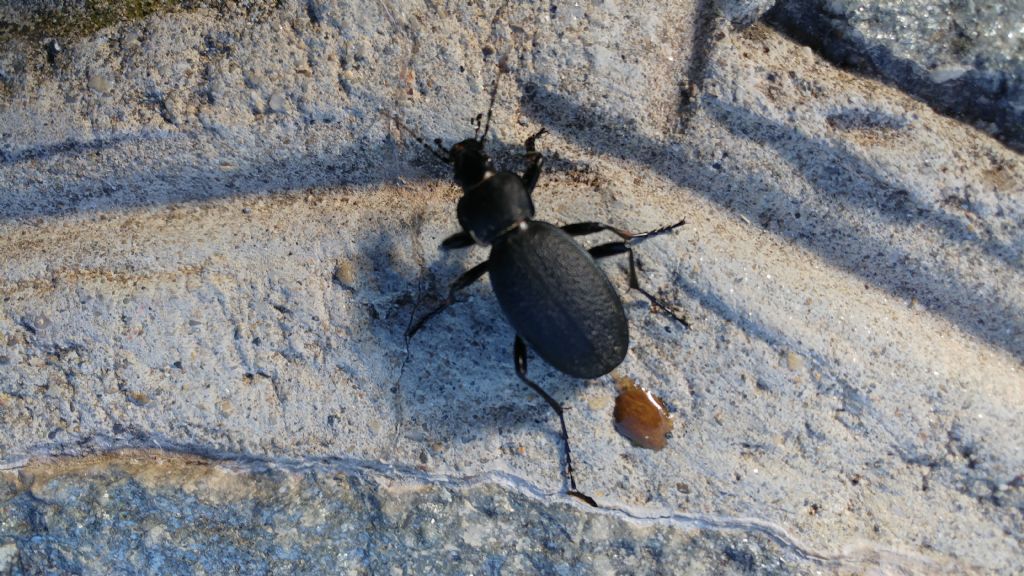 Carabo?  S, Carabus coriaceus