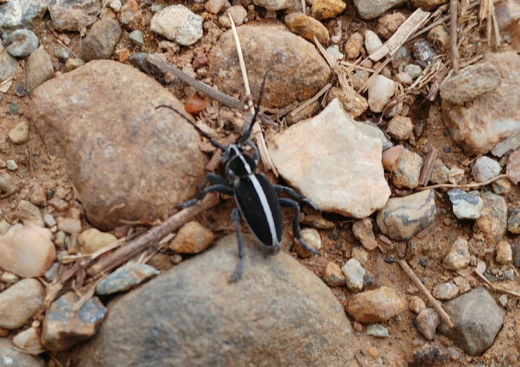 Cerambycidae:  Dorcadion arenarium marsicanum, maschio