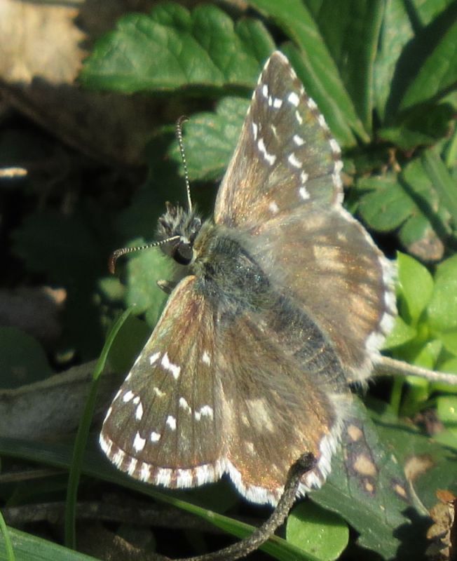 Pyrgus a Ultima Frontiera