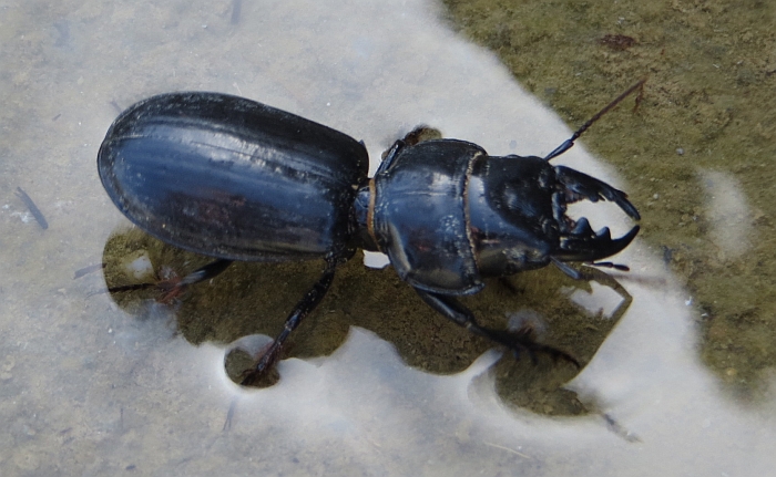 Coleottero a Talamone (GR): Scarites buparius