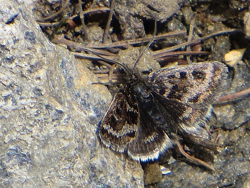 Falena simil-hesperidae