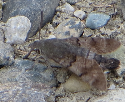 Falena mimetica